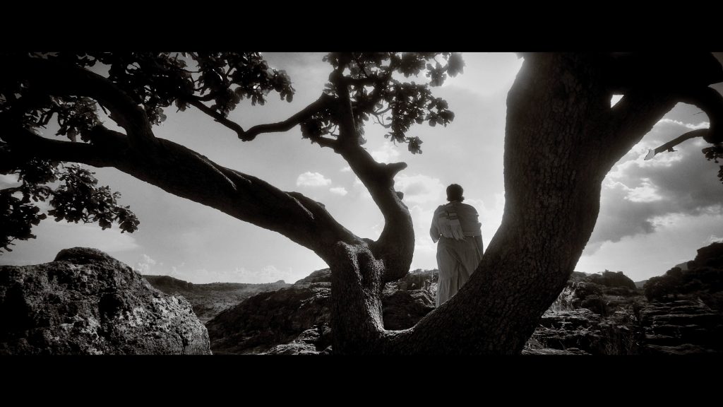 Mujer mayor de vestido blanco viendo al horizonte de espalda, enmarcada por las ramas de un arbol en un clima desertico. Blanco y negro. Fotograma del cineminuto "Alba ¿Por quien preguntas a estas horas?" de Daniel Alberto Rojo Santilán (2024). Segundo lugar en la categoría de ficción